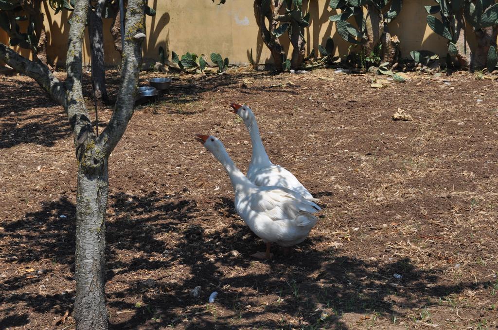 Bed & Breakfast Giardini Di Marzo Lecce Ngoại thất bức ảnh